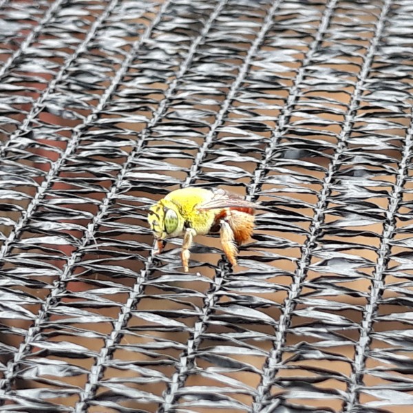 A abelhinha